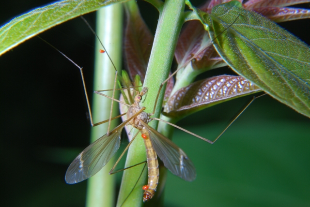 Tipulidae